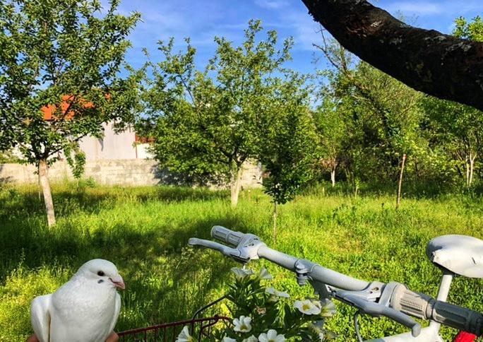 Brvnara Borovik Vila Cetinje Exterior foto